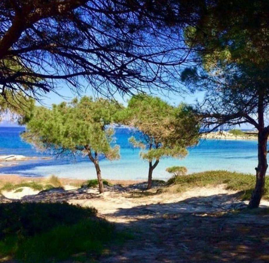 Vintage * Nikiti (Sithonia)